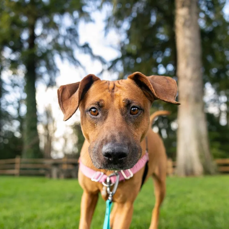 A senior large-sized female Red / Chestnut / Orange Redbone Coonhound dog named Abby for adoption in Woodinville, WA