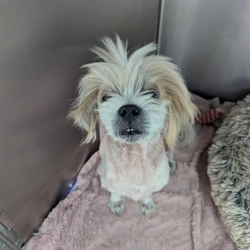 An adult small-sized male White / Cream Shih Tzu dog named Zaboo for adoption in Boerne, TX