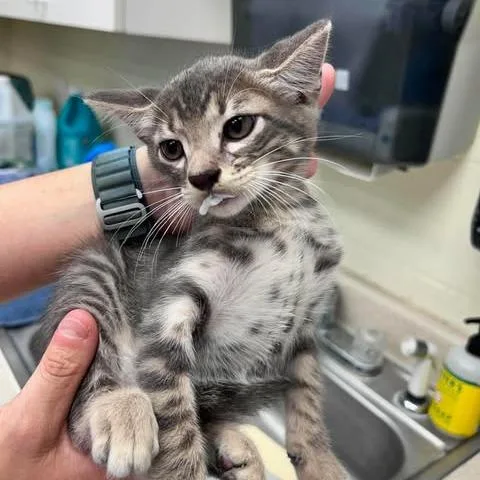 A baby small-sized male Gray / Blue / Silver Domestic Short Hair cat named Petey for adoption in Bastrop, TX