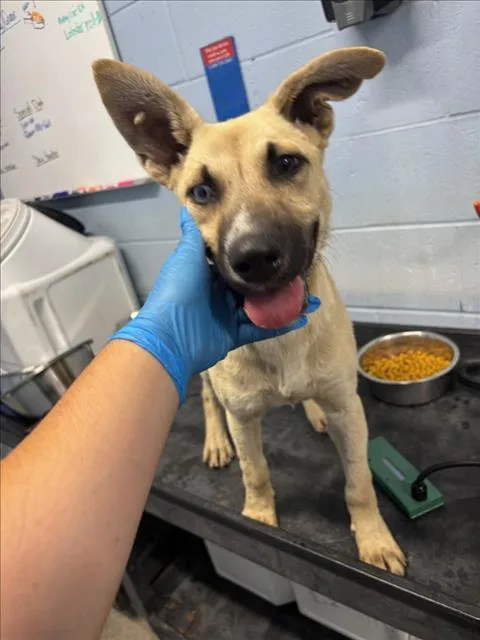 A baby small-sized male German Shepherd Dog dog named Eggroll for adoption in Woodland, CA