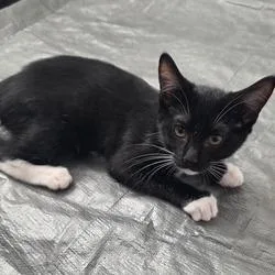 A baby small-sized female Black Domestic Short Hair cat named N  Pepper for adoption in Arizona City, AZ