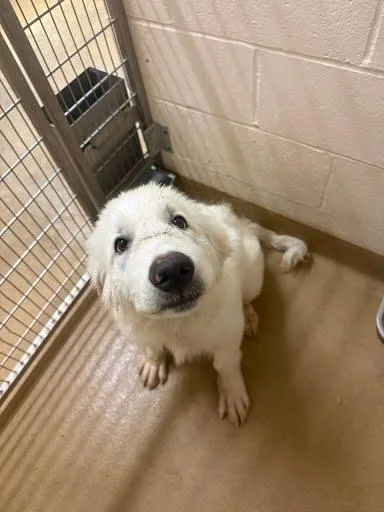 A baby small-sized male Great Pyrenees dog named Morty for adoption in Belleville, IL