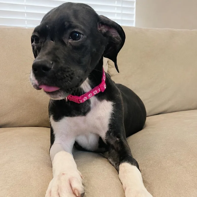 Chloe