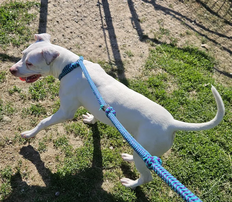 A young medium-sized female White / Cream Pit Bull Terrier dog named Karma for adoption in Benton Harbor, MI