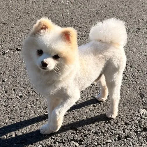 An adult small-sized male Pomeranian dog named Butters for adoption in Santa Rosa, CA