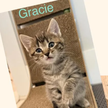Gracie