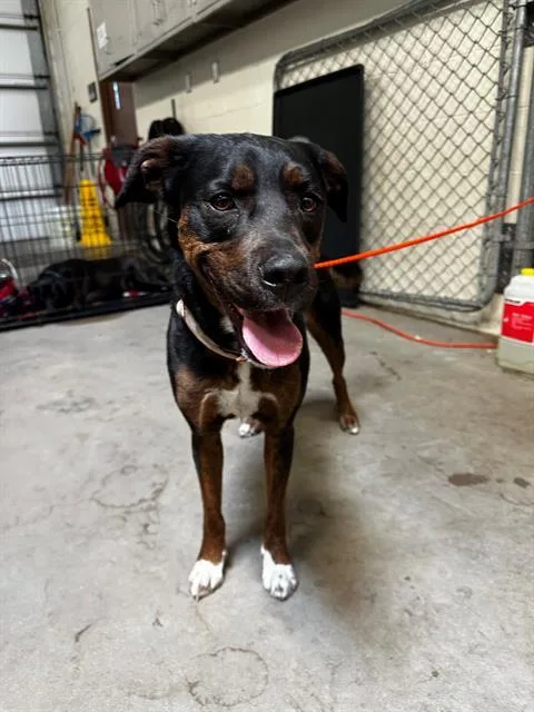 A young medium-sized female Labrador Retriever dog named Stella for adoption in Olivette, MO