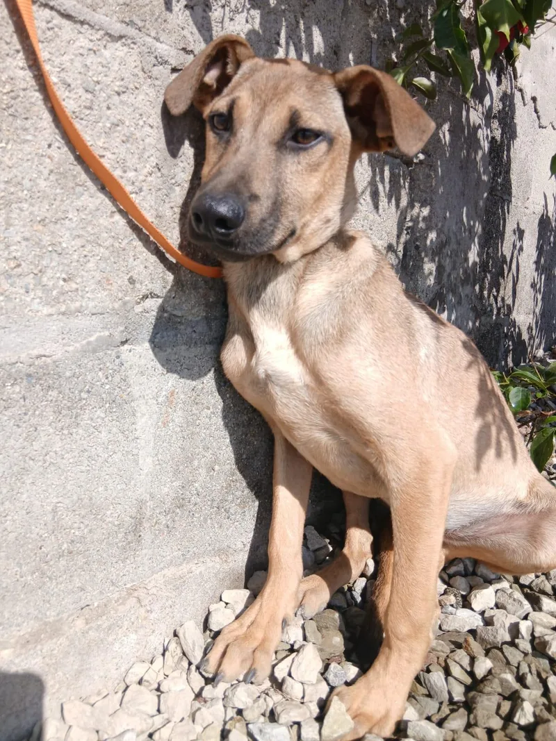 A young medium-sized male Apricot / Beige Labrador Retriever dog named Rex for adoption in Los Angeles, CA
