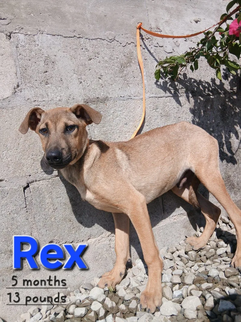 Rex thumbnail 3
