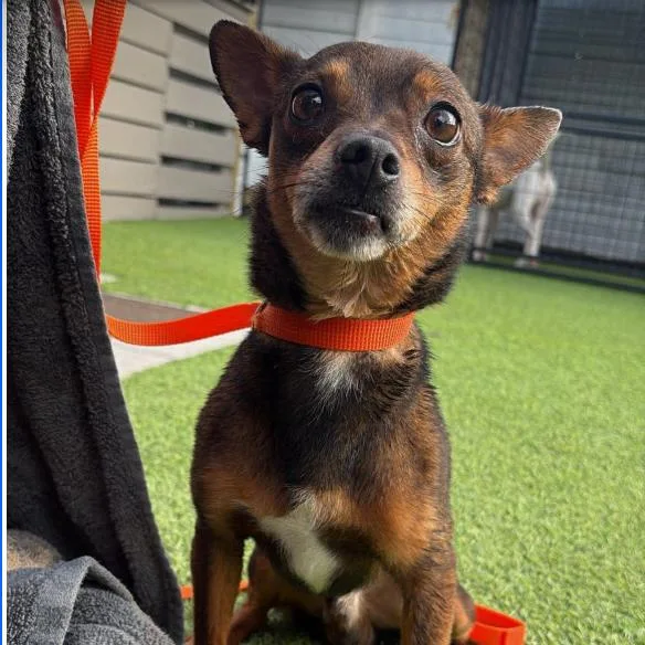 An adult small-sized male Brown / Chocolate Chihuahua dog named Valor for adoption in Tampa, FL