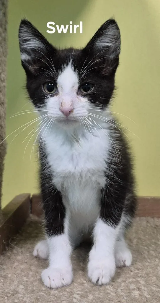A baby medium-sized male Domestic Short Hair cat named Swirl for adoption in Kendallville, IN