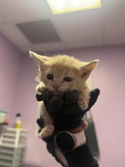 A baby small-sized female Orange / Red Domestic Medium Hair cat named 61046951 for adoption in El Paso, TX