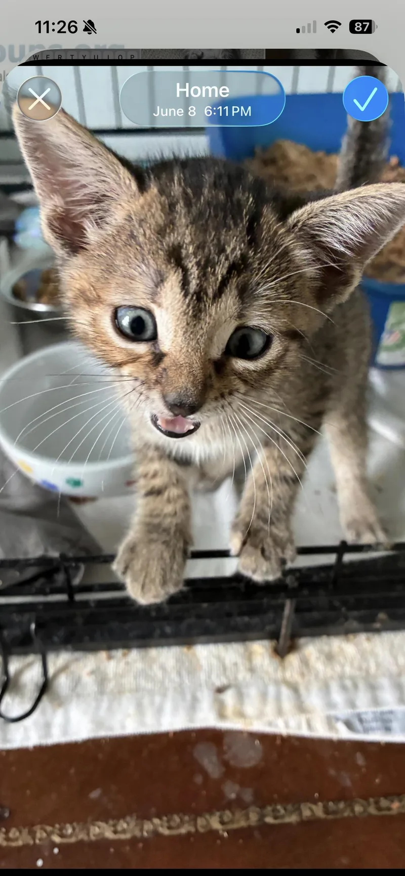 A baby large-sized female Tabby cat named Saddle for adoption in Orlando, FL