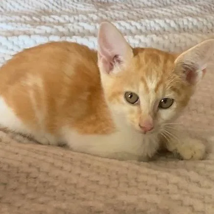 An adult small-sized female Orange / Red Domestic Short Hair cat named Autumn for adoption in Katy, TX