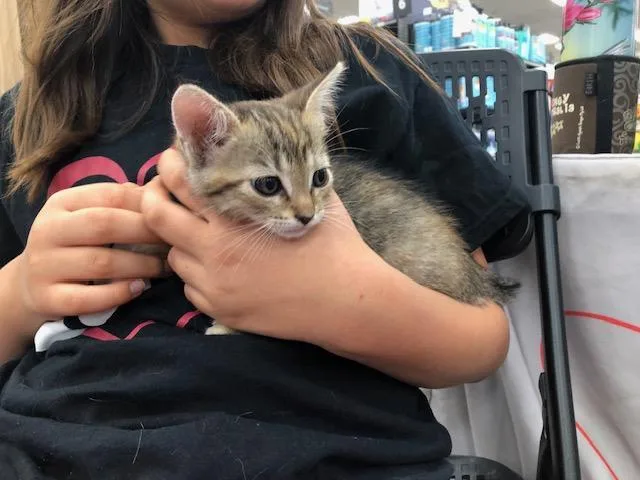 Suki