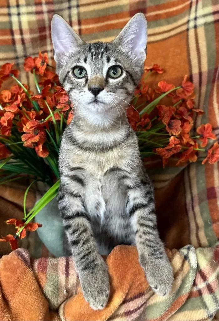 A baby small-sized male Domestic Short Hair cat named Ringo for adoption in Stillwater, OK