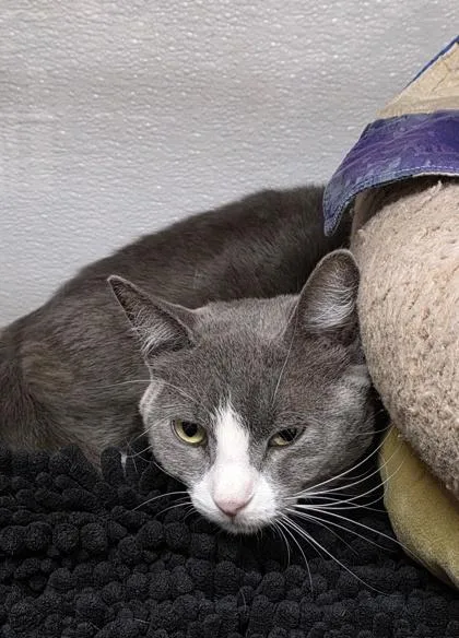 An adult small-sized male Domestic Short Hair cat named Khan for adoption in Phoenix, AZ