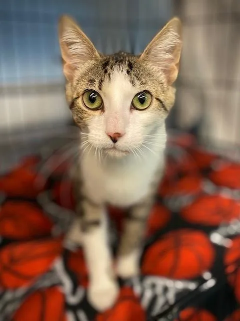 Cleo Wolivia thumbnail 3