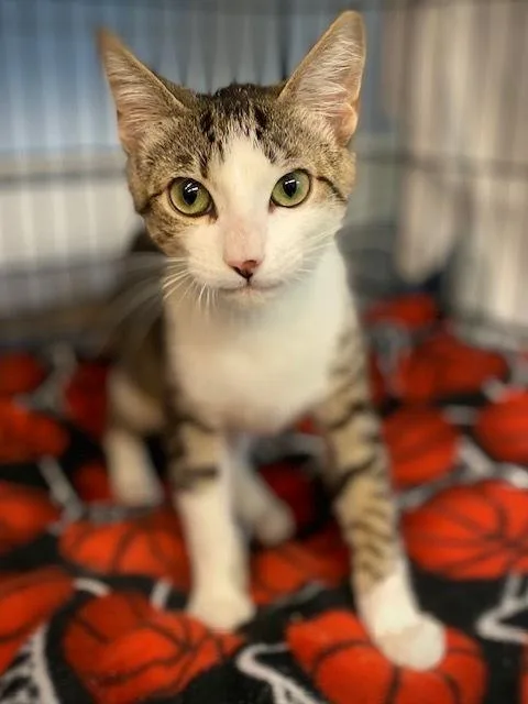 Cleo Wolivia thumbnail 4