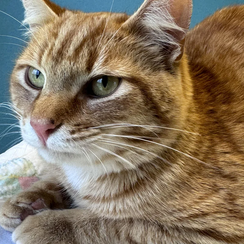 Duncan Orange Tabby Male thumbnail 2