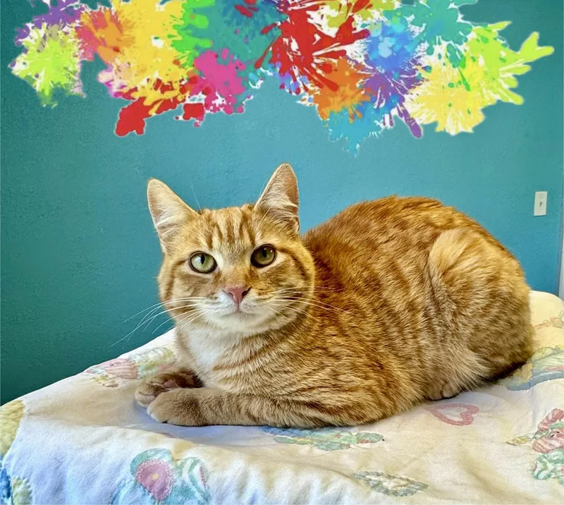 Duncan Orange Tabby Male thumbnail 3