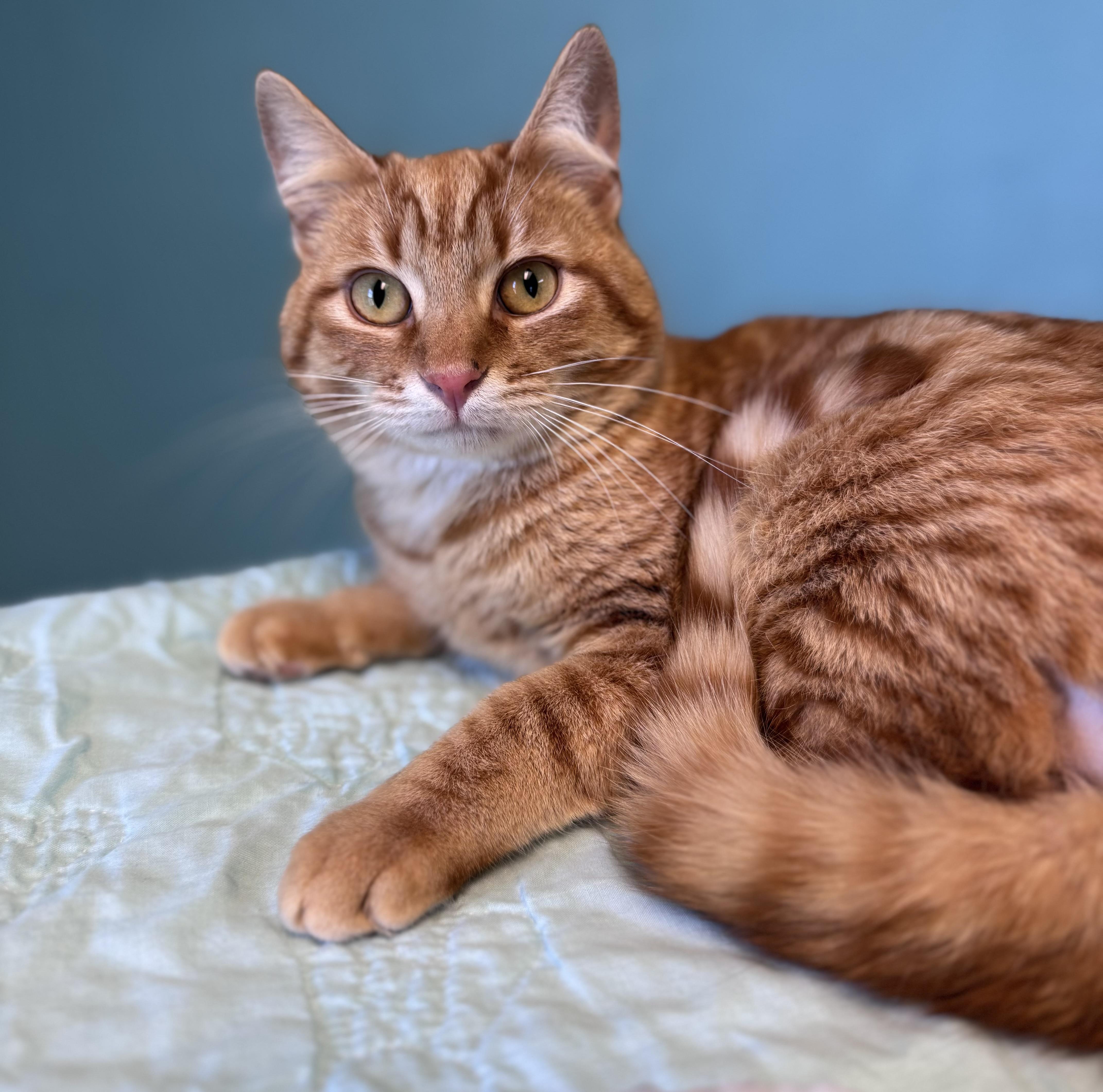 Duncan Orange Tabby Male thumbnail 4