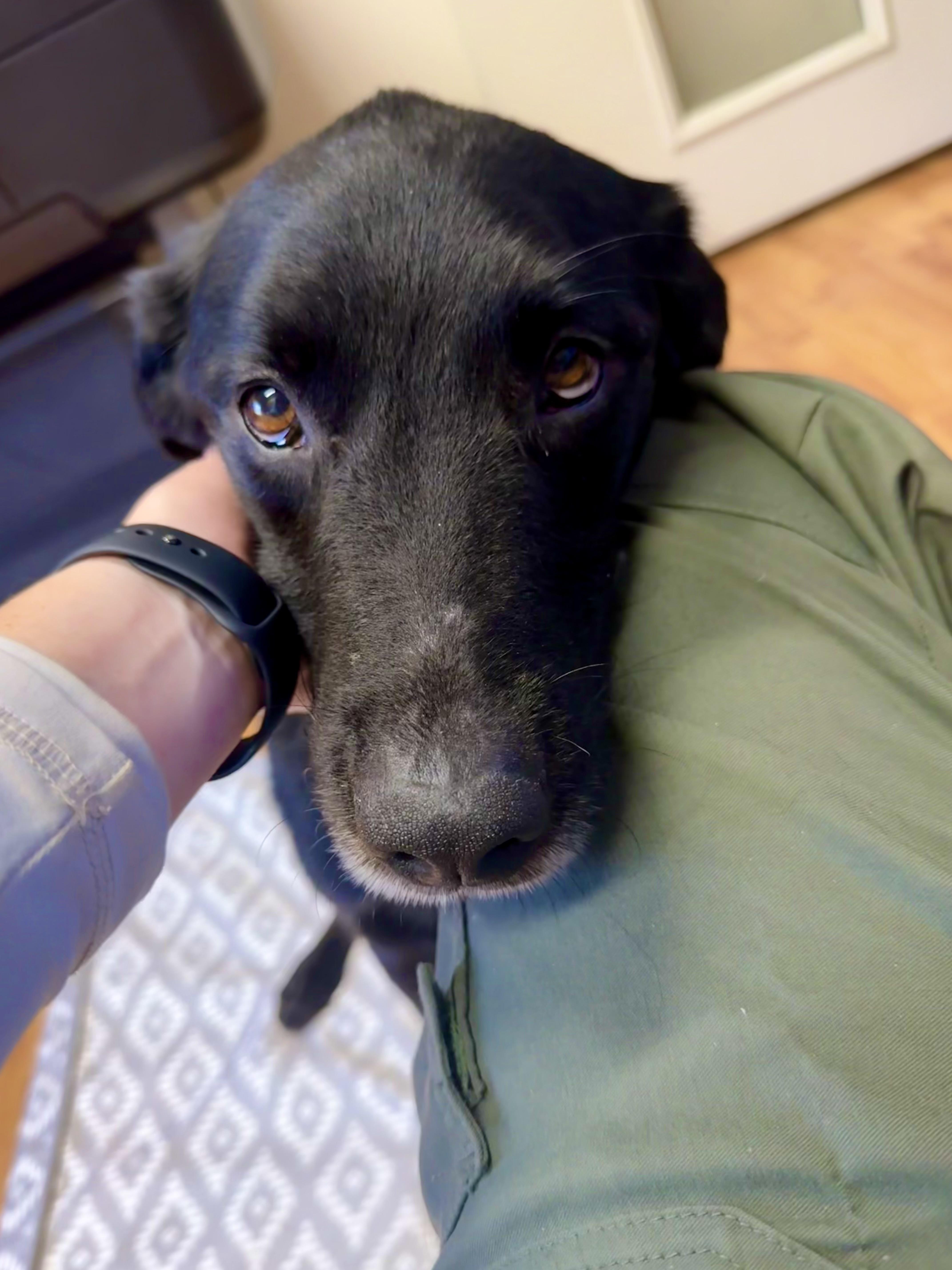 An adult medium-sized male Black Labrador Retriever dog named Mitch for adoption in Joshua Tree, CA