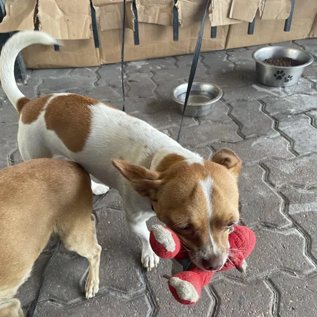An adult small-sized female Chihuahua dog named Luma for adoption in San Antonio, TX