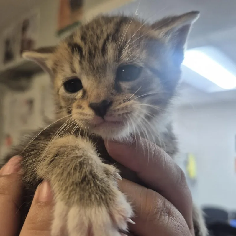 A baby small-sized male Brown / Chocolate Domestic Short Hair cat named Calculus for adoption in Newark, NJ