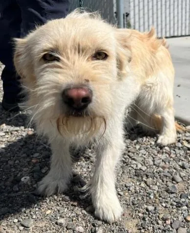 An adult small-sized female Terrier dog named Rosita for adoption in San Martin, CA
