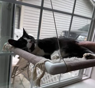 A young medium-sized female Black & White / Tuxedo Domestic Short Hair cat named Panda for adoption in Everett, WA