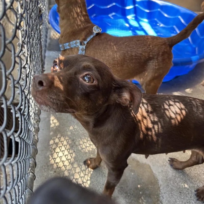 An adult small-sized female Brown / Chocolate Chihuahua dog named Ketchup for adoption in Pacific Grove, CA