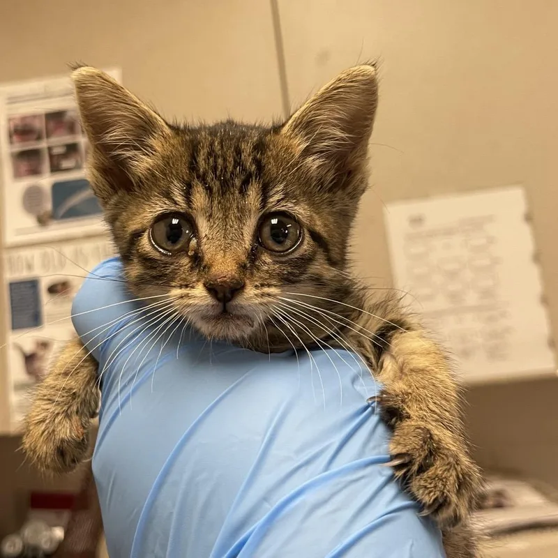 A baby small-sized female Domestic Short Hair cat named Wishbone for adoption in San Antonio, TX