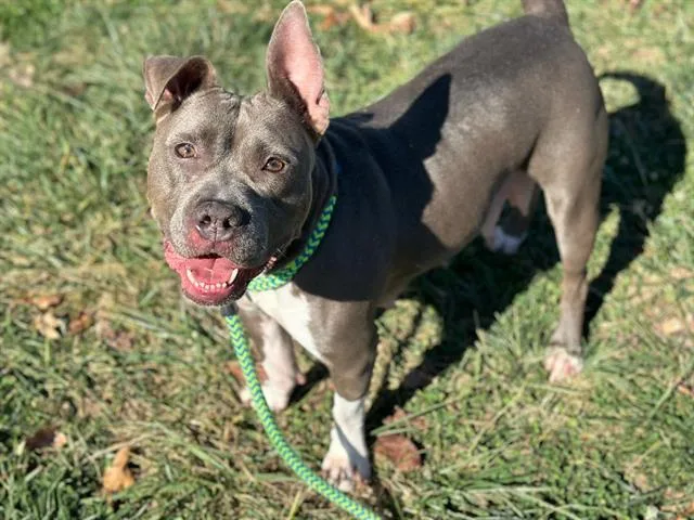 An adult medium-sized female Pit Bull Terrier dog named Abby for adoption in Saint Louis, MO