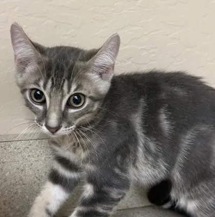 A young small-sized male Domestic Short Hair cat named Rainier for adoption in Phoenix, AZ