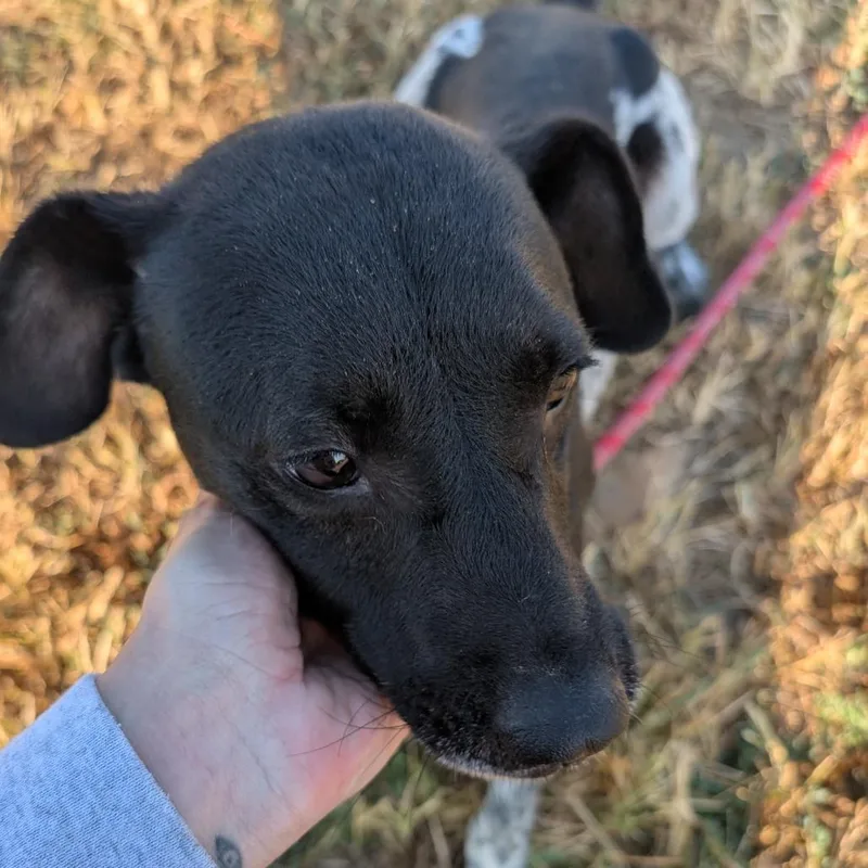 An adult small-sized male Black Feist dog named Rio for adoption in Nowata, OK