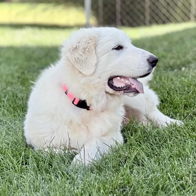 A baby extra large-sized female White / Cream Great Pyrenees dog named Celina for adoption in St. Clair, MO