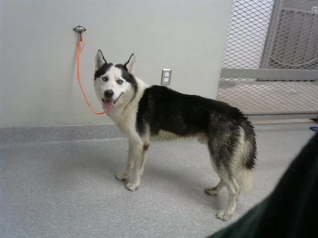 An adult large-sized male Siberian Husky dog named A for adoption in Pasadena, TX