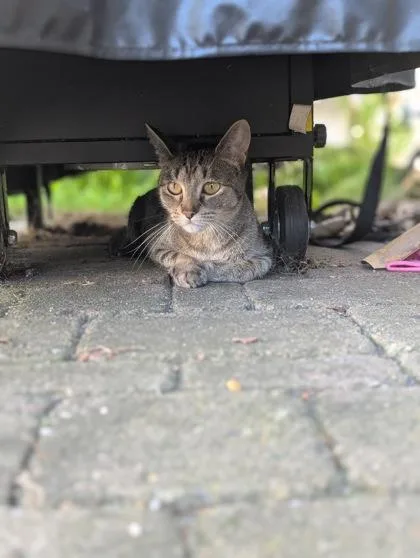 An adult medium-sized female Domestic Short Hair cat named Tibia for adoption in Mason, MI