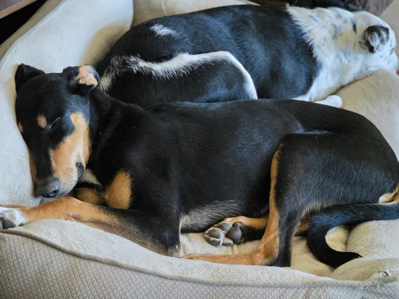 A young large-sized male Doberman Pinscher dog named Scooby for adoption in Tucson, AZ