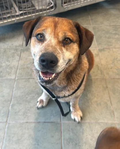 An adult large-sized female Labrador Retriever dog named Maui for adoption in San Antonio, TX