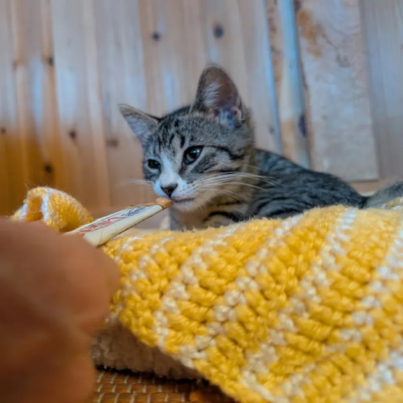 A baby small-sized female Gray / Blue / Silver Domestic Short Hair cat named Ravioli for adoption in Durango, CO