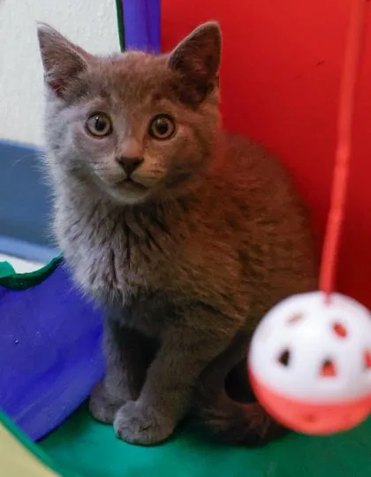A baby small-sized male Domestic Short Hair cat named Nacho for adoption in Baraboo, WI