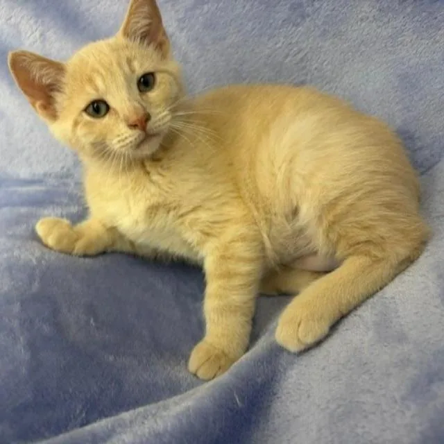 A baby small-sized male Domestic Short Hair cat named Desi for adoption in Portage, MI