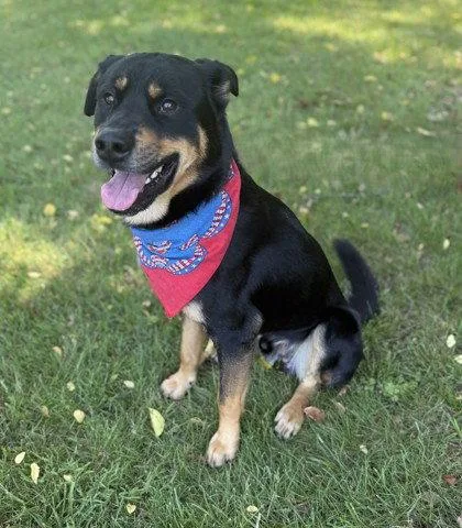 An adult large-sized male Rottweiler dog named Trax for adoption in Midland, VA