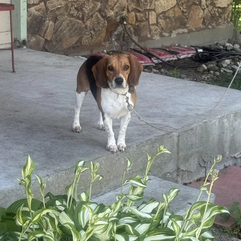 An adult small-sized male Brown / Chocolate Beagle dog named Reese for adoption in Bristol, IN
