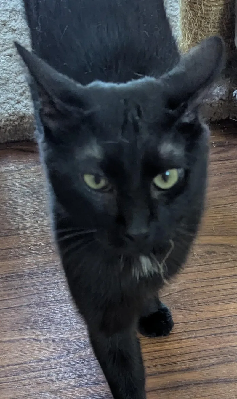 A young medium-sized male Black Domestic Medium Hair cat named Onion for adoption in Rock Falls, IL