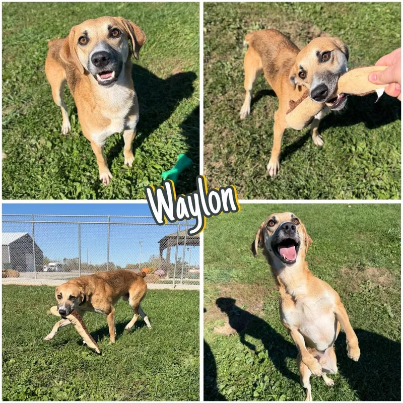 Waylon thumbnail 5