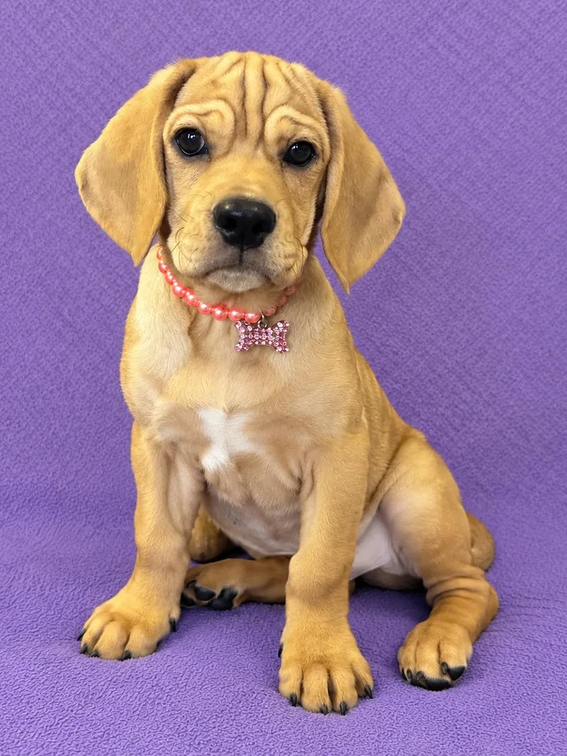 A baby small-sized female Golden Basset Hound dog named Cricket for adoption in Lodi, CA