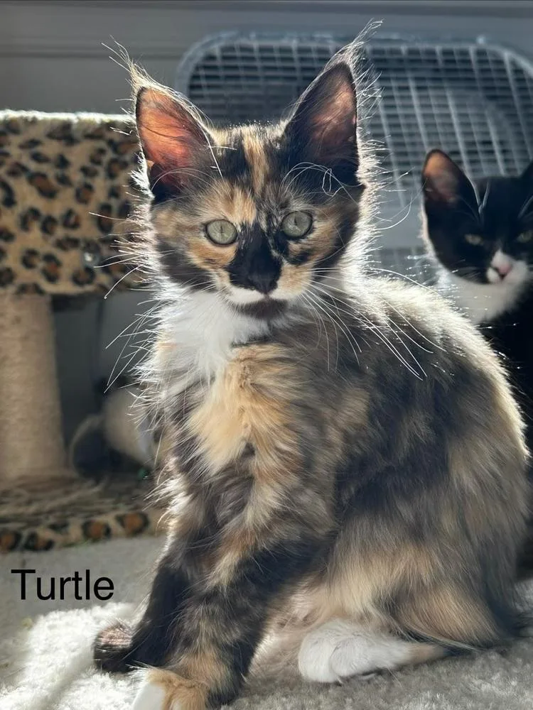 Turtle thumbnail 3